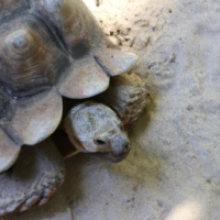 a turle